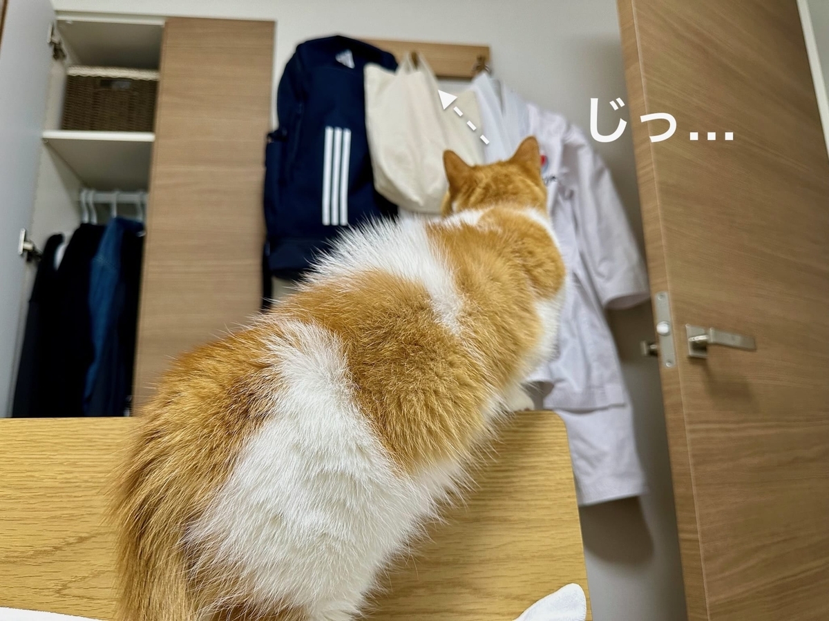 おもちゃが気になるるるちゃん2
