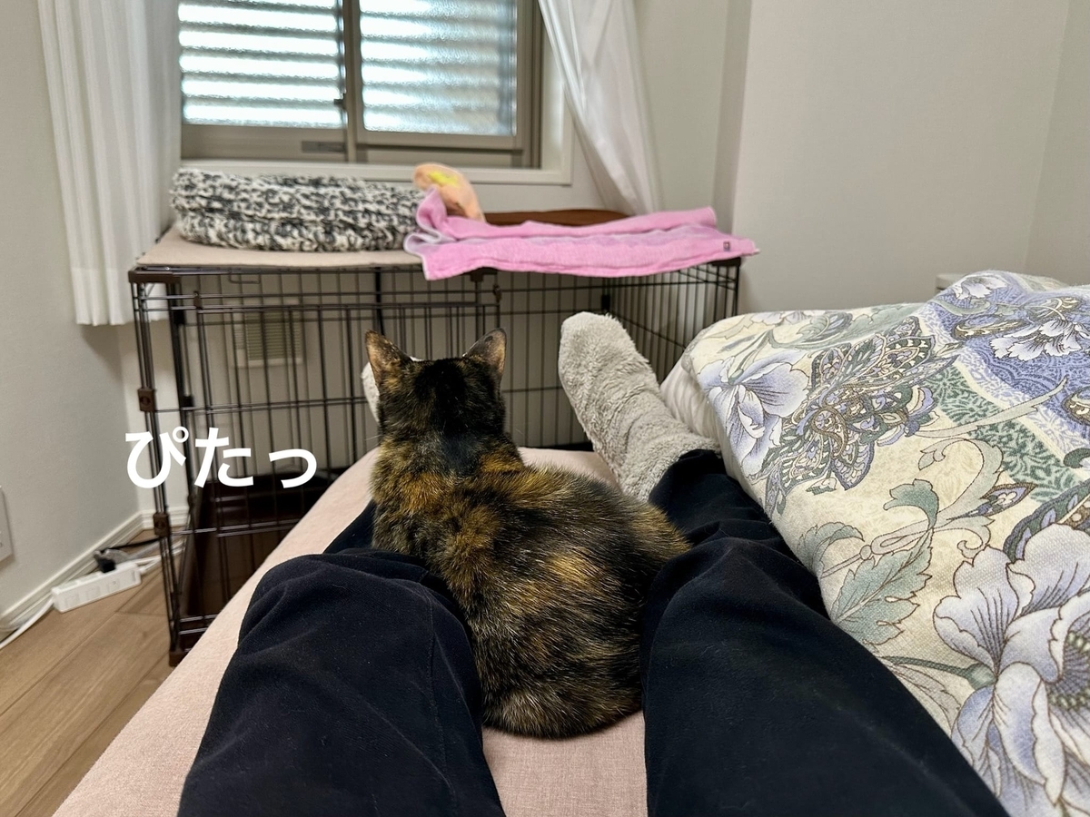 ぴったりくっつき猫もなちゃん