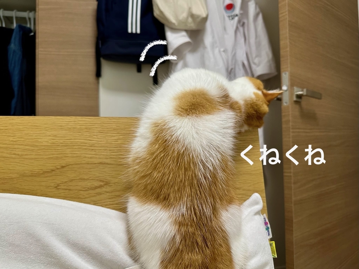 おもちゃが気になるるるちゃん3