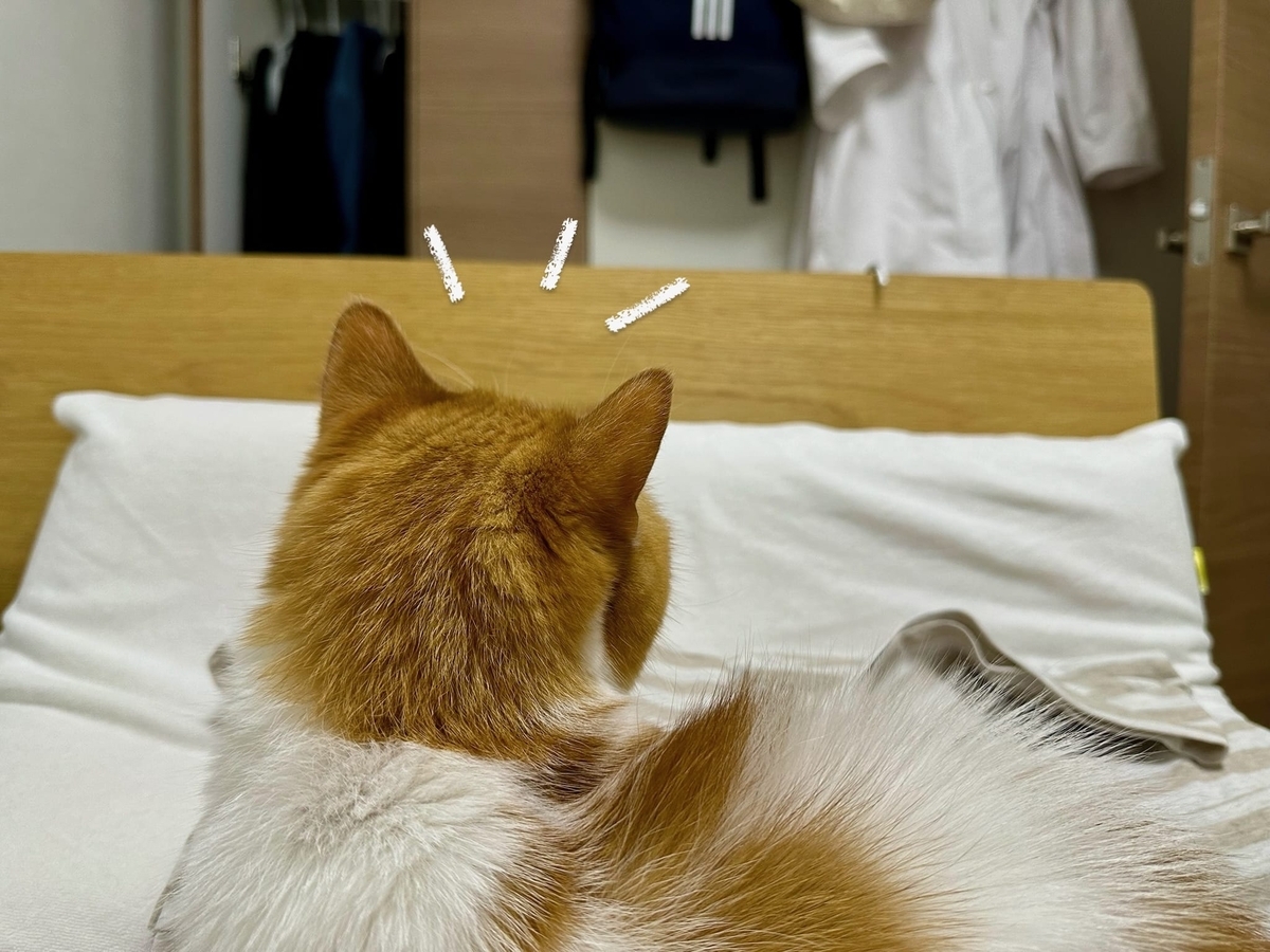 おもちゃが気になるるるちゃん1