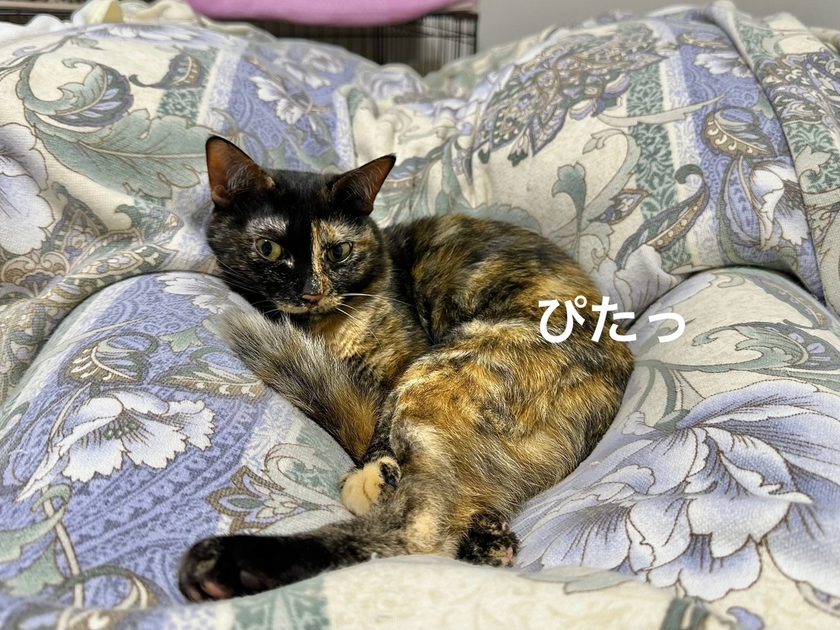 くっつき猫もなちゃん2
