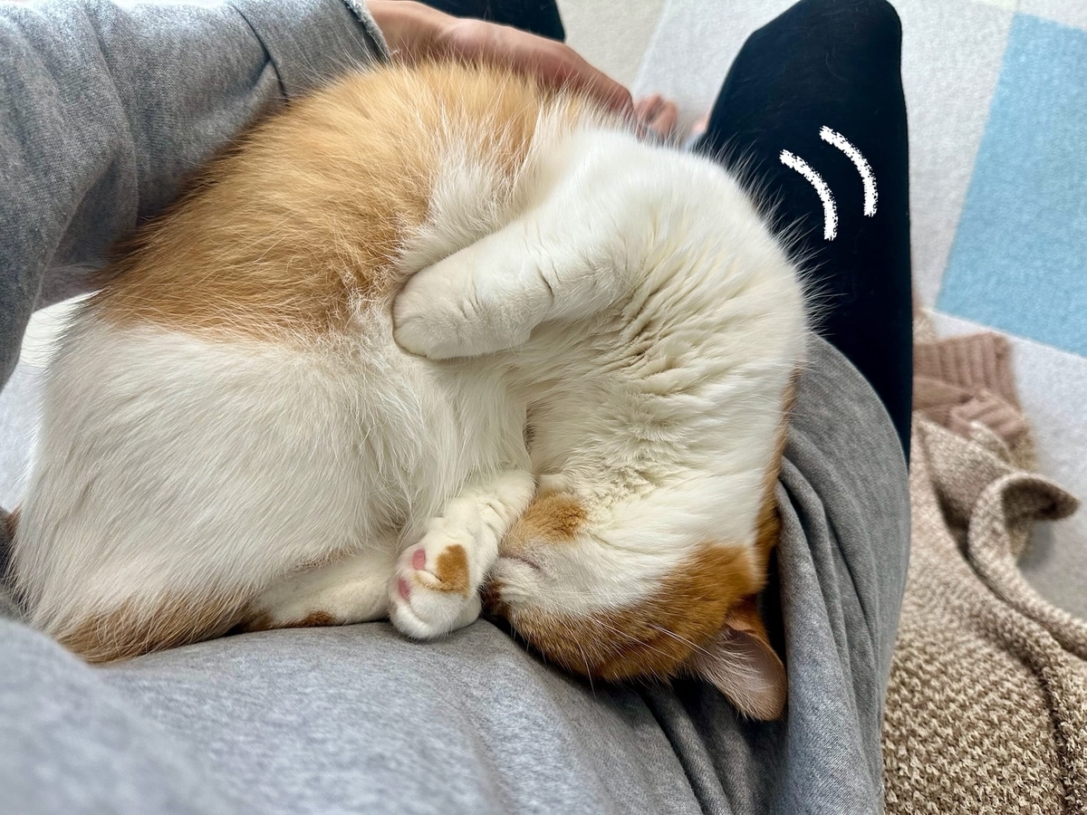 お膝猫るるちゃん3