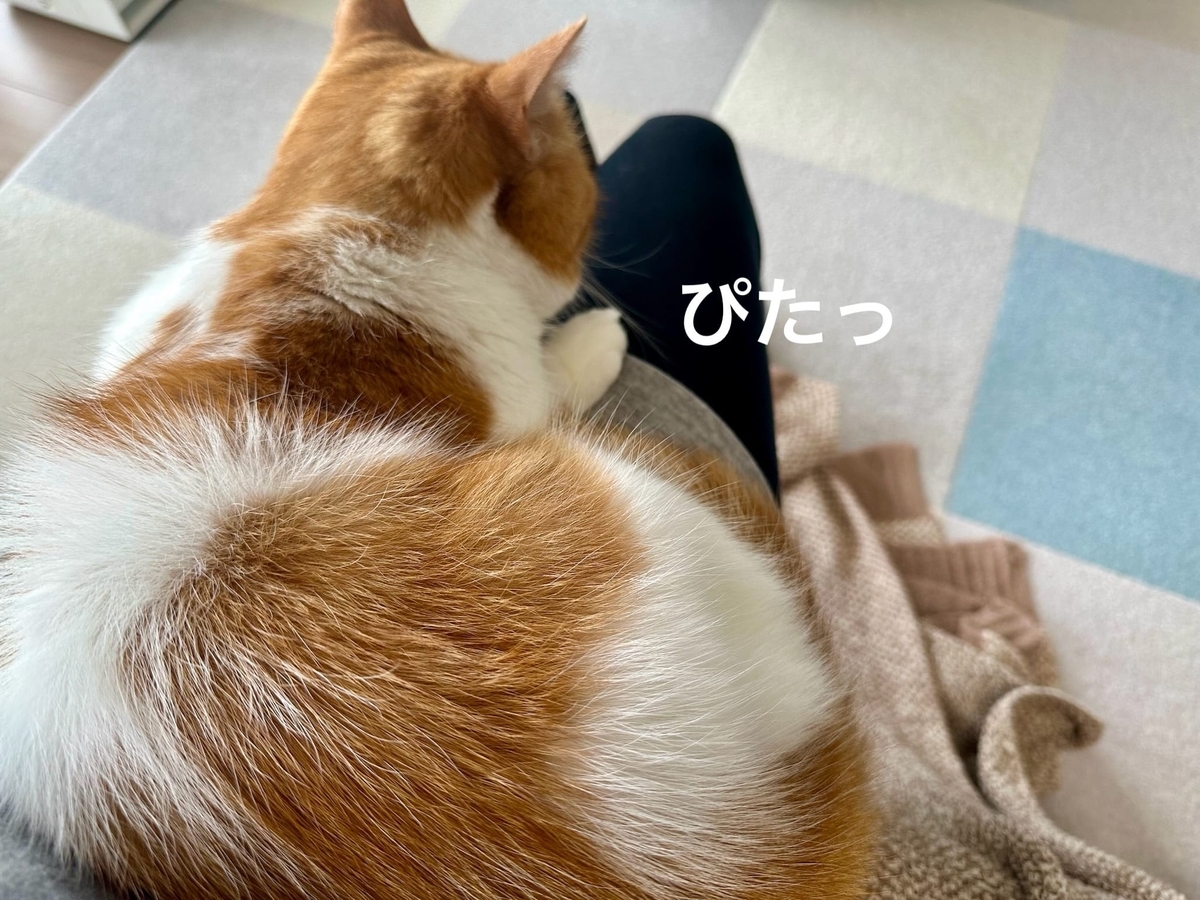 お膝猫るるちゃん1