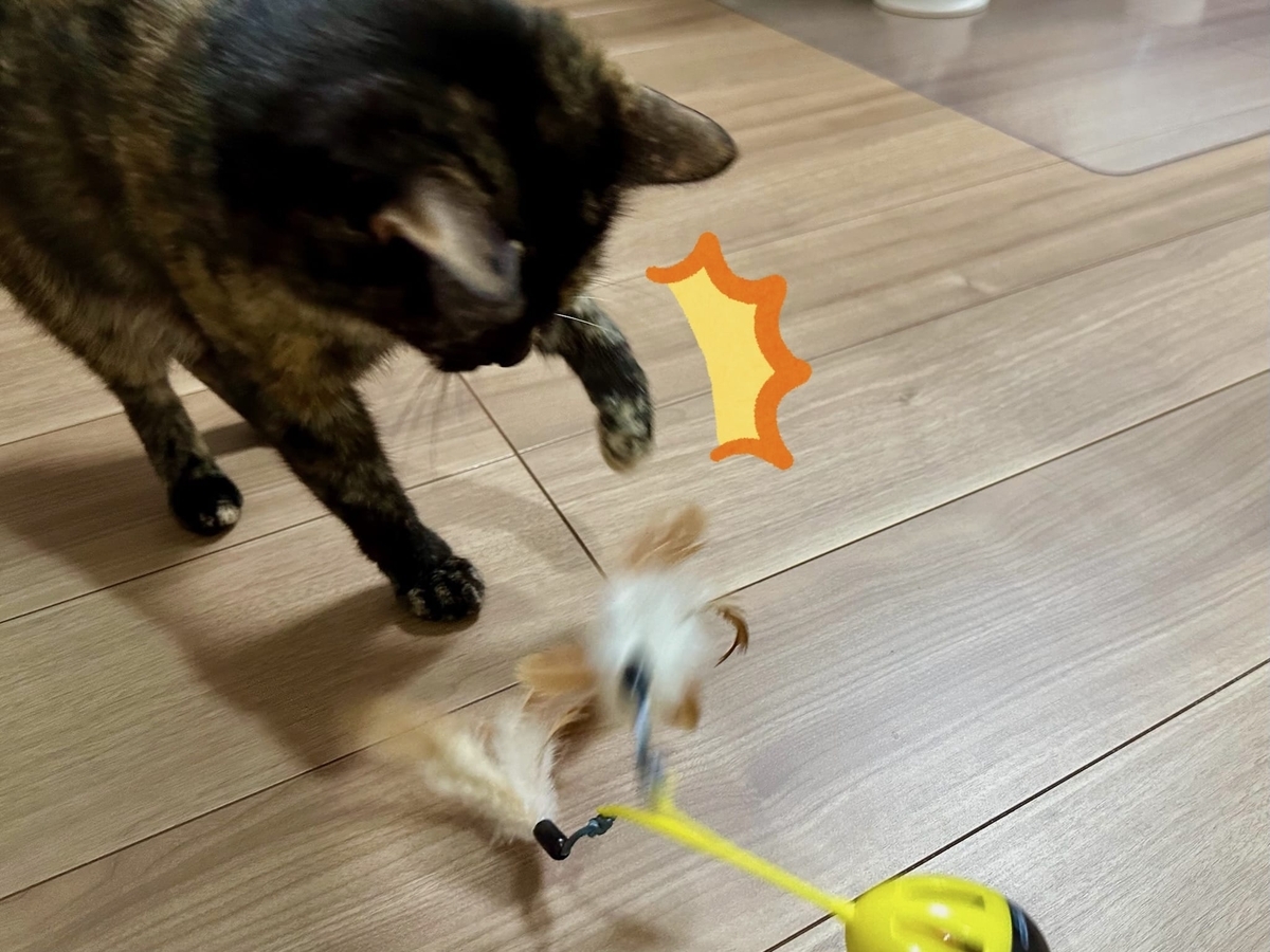おもちゃと格闘するもなちゃん