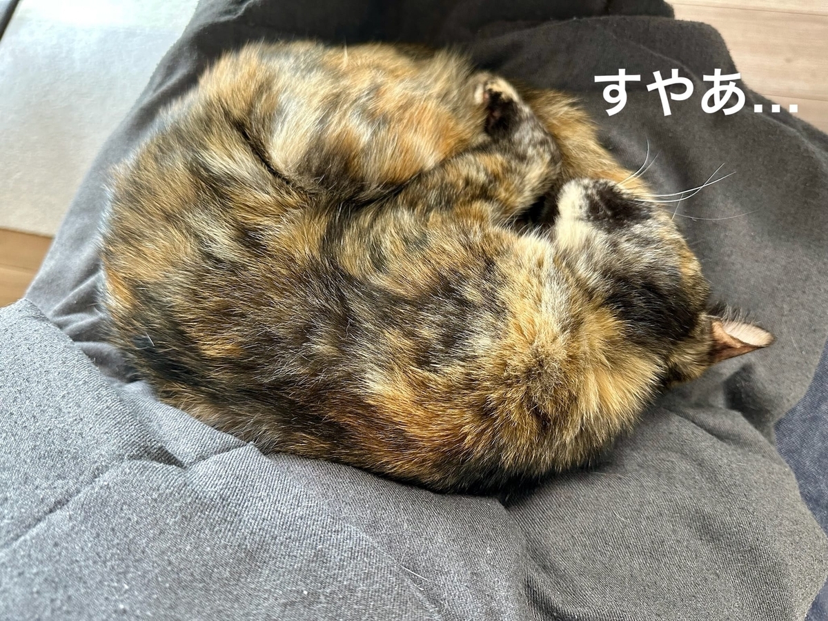 お膝猫もなちゃん2