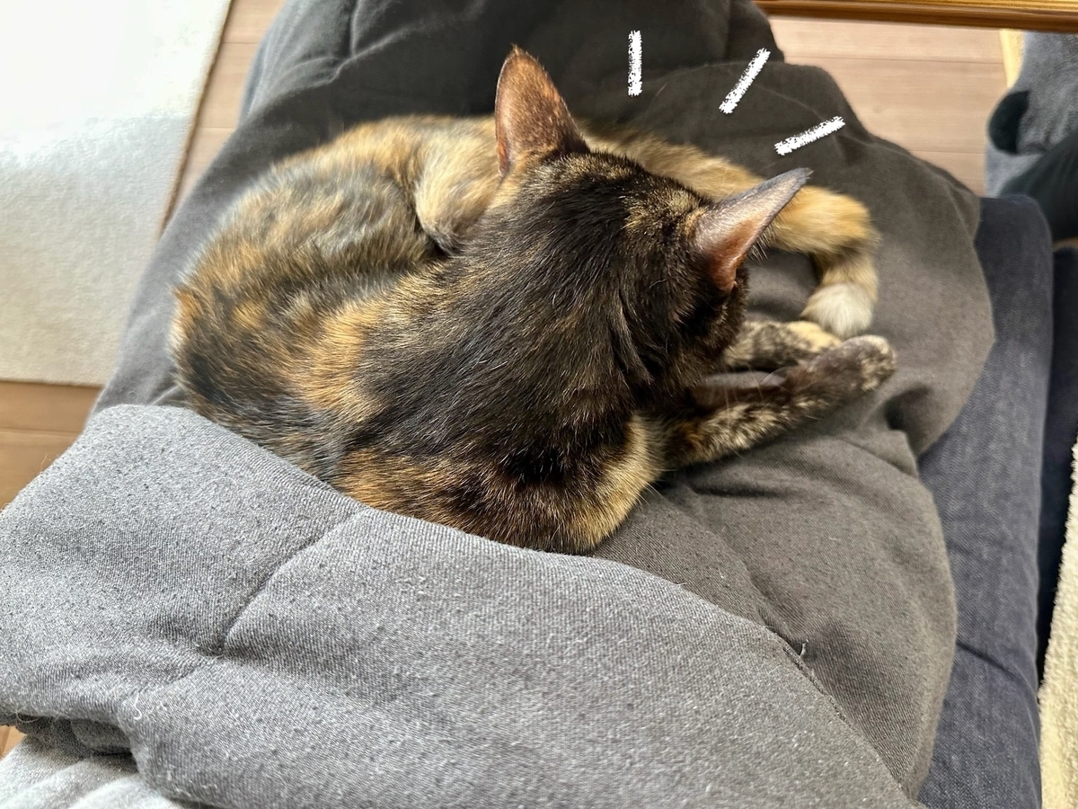 お膝猫もなちゃん1