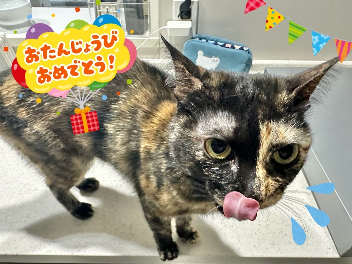 もなちゃん4歳のお誕生日