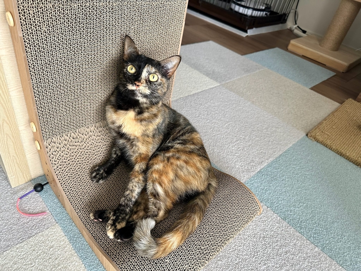 新しい爪とぎともなちゃん