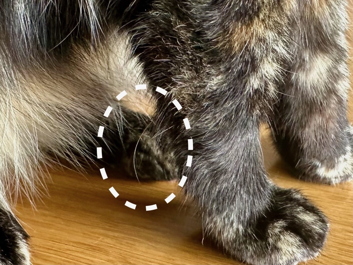もなちゃんの腕のおひげ2