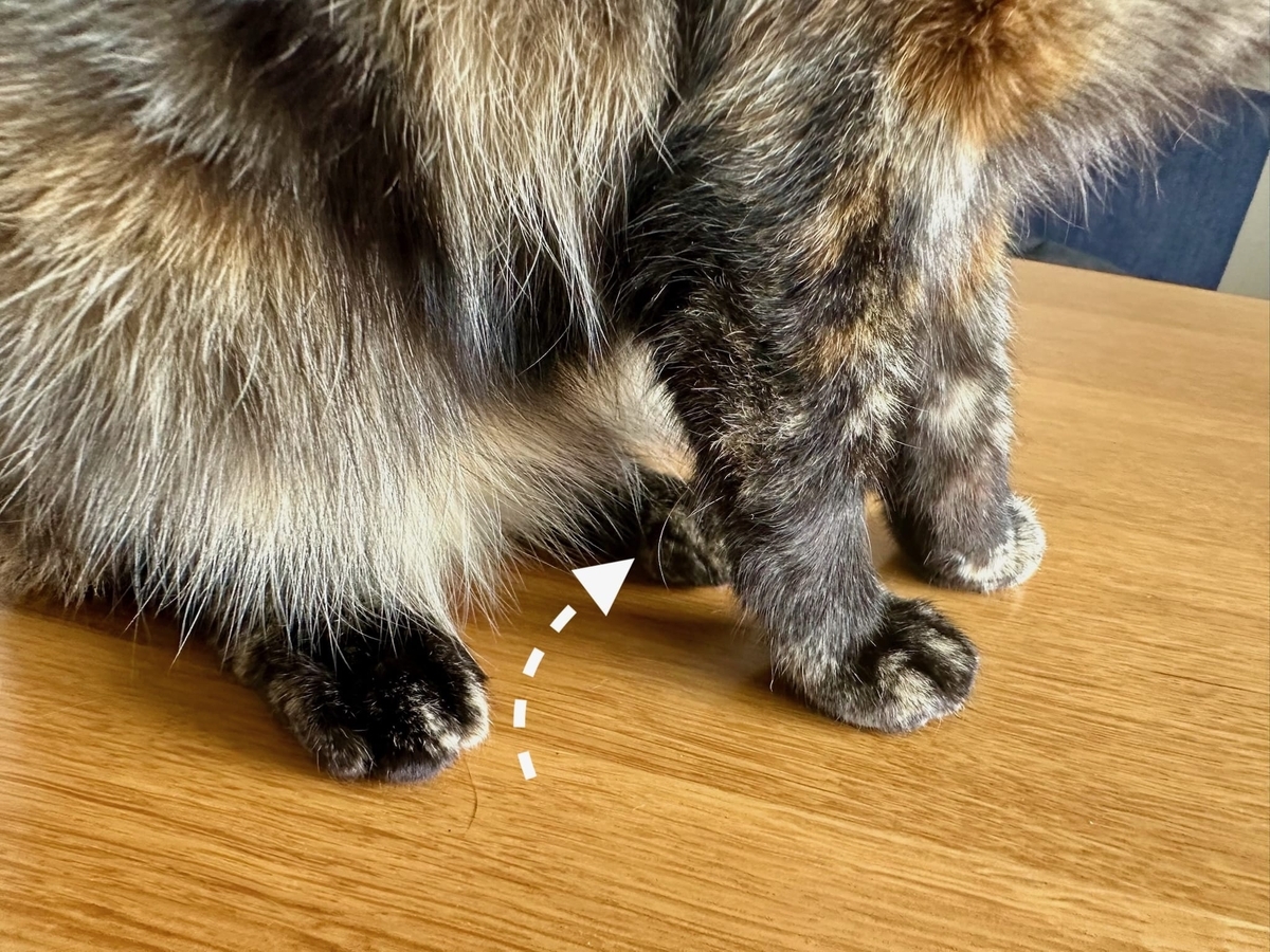 もなちゃんの腕のおひげ1