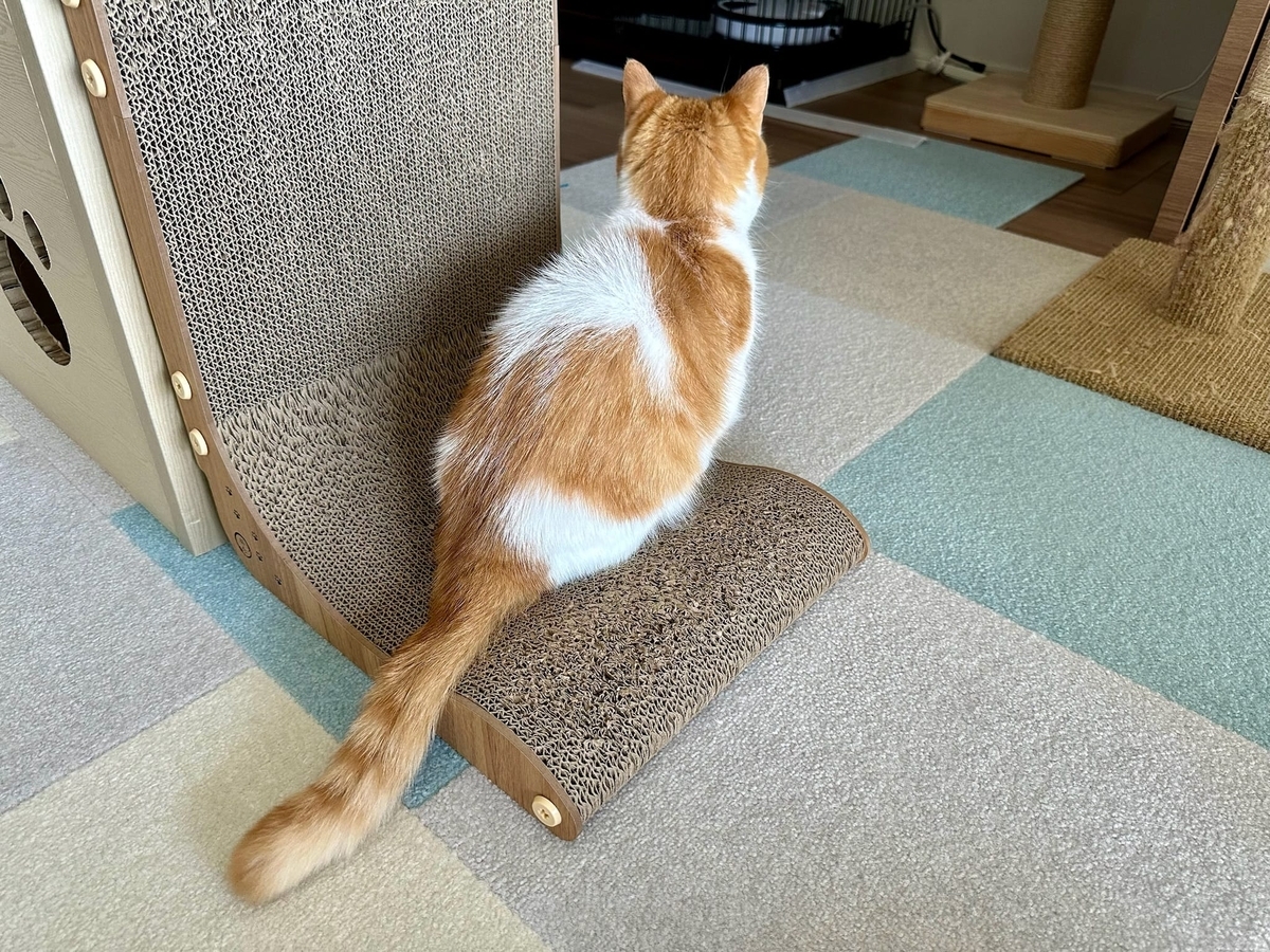 爪とぎとるるちゃん3