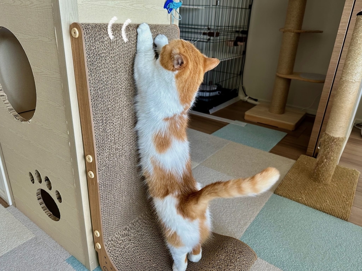 爪とぎとるるちゃん2