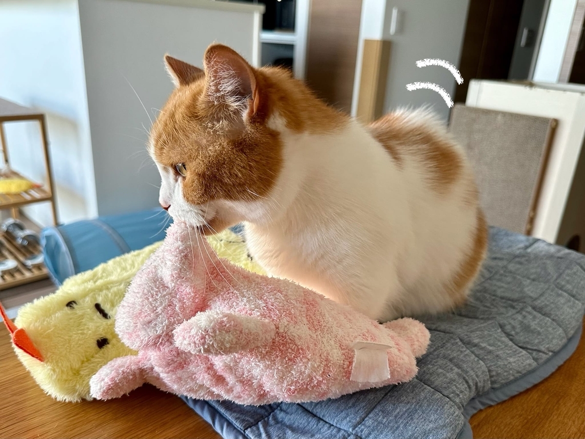 ふみふみるるちゃん