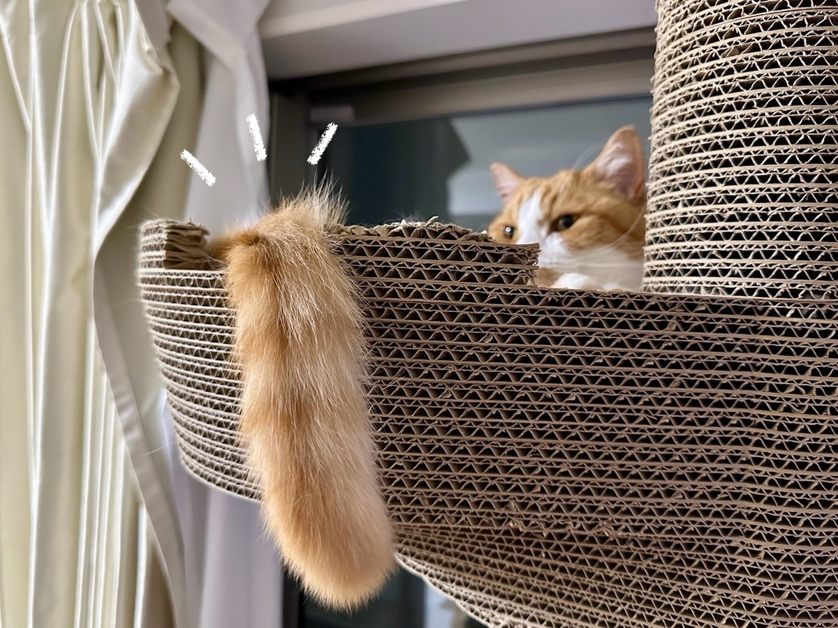 るるちゃんのふわふわしっぽ1