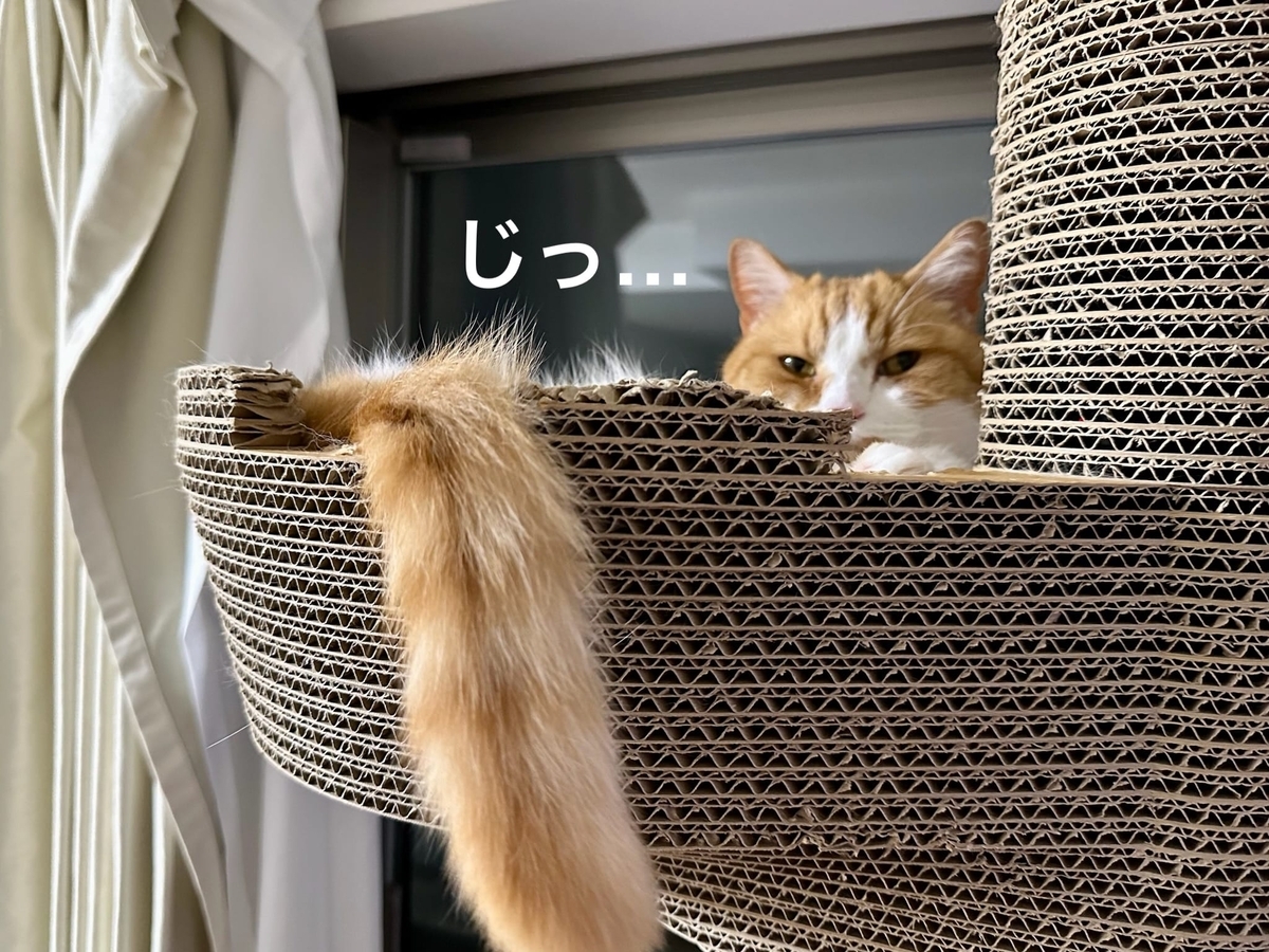るるちゃんのふわふわしっぽ3