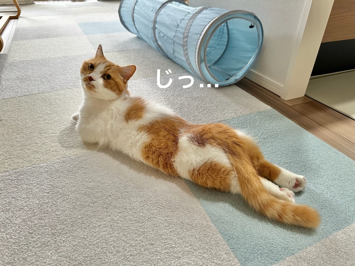 ど真ん中るるちゃん3