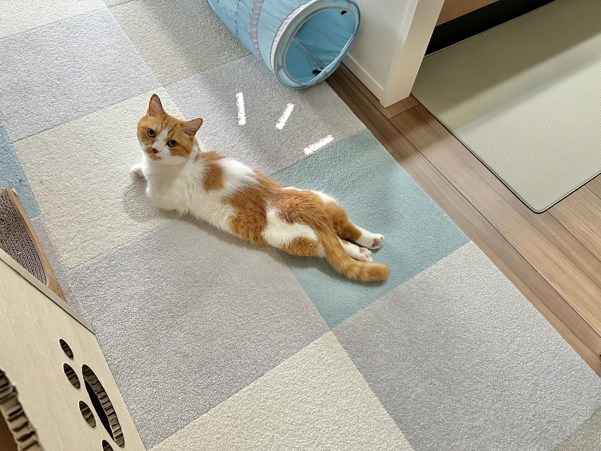 ど真ん中るるちゃん2