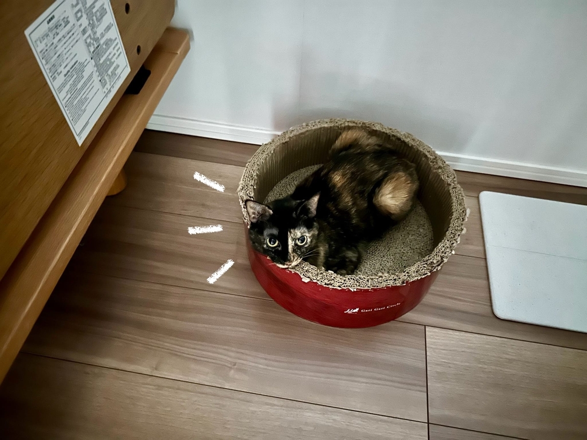 闇に紛れるもなちゃん1