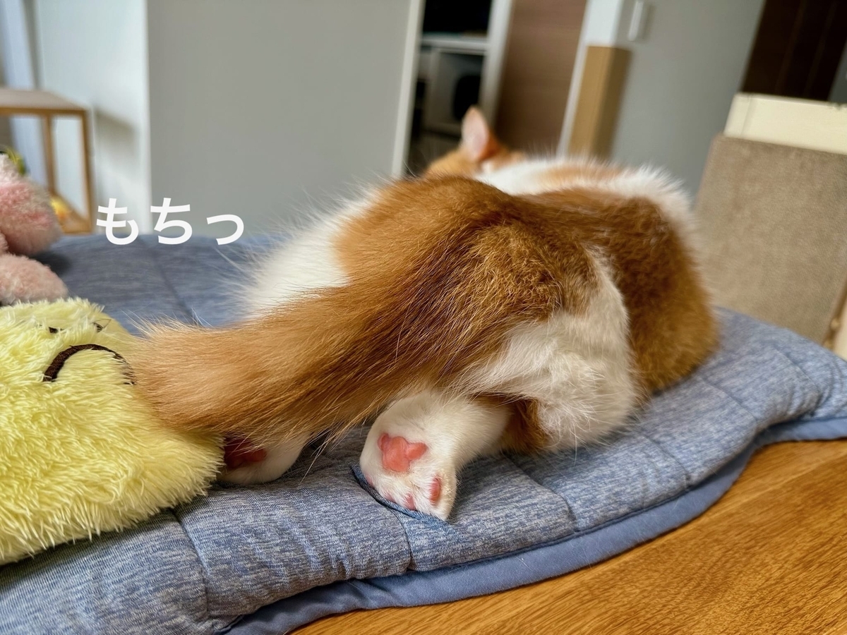 お昼寝るるちゃん1