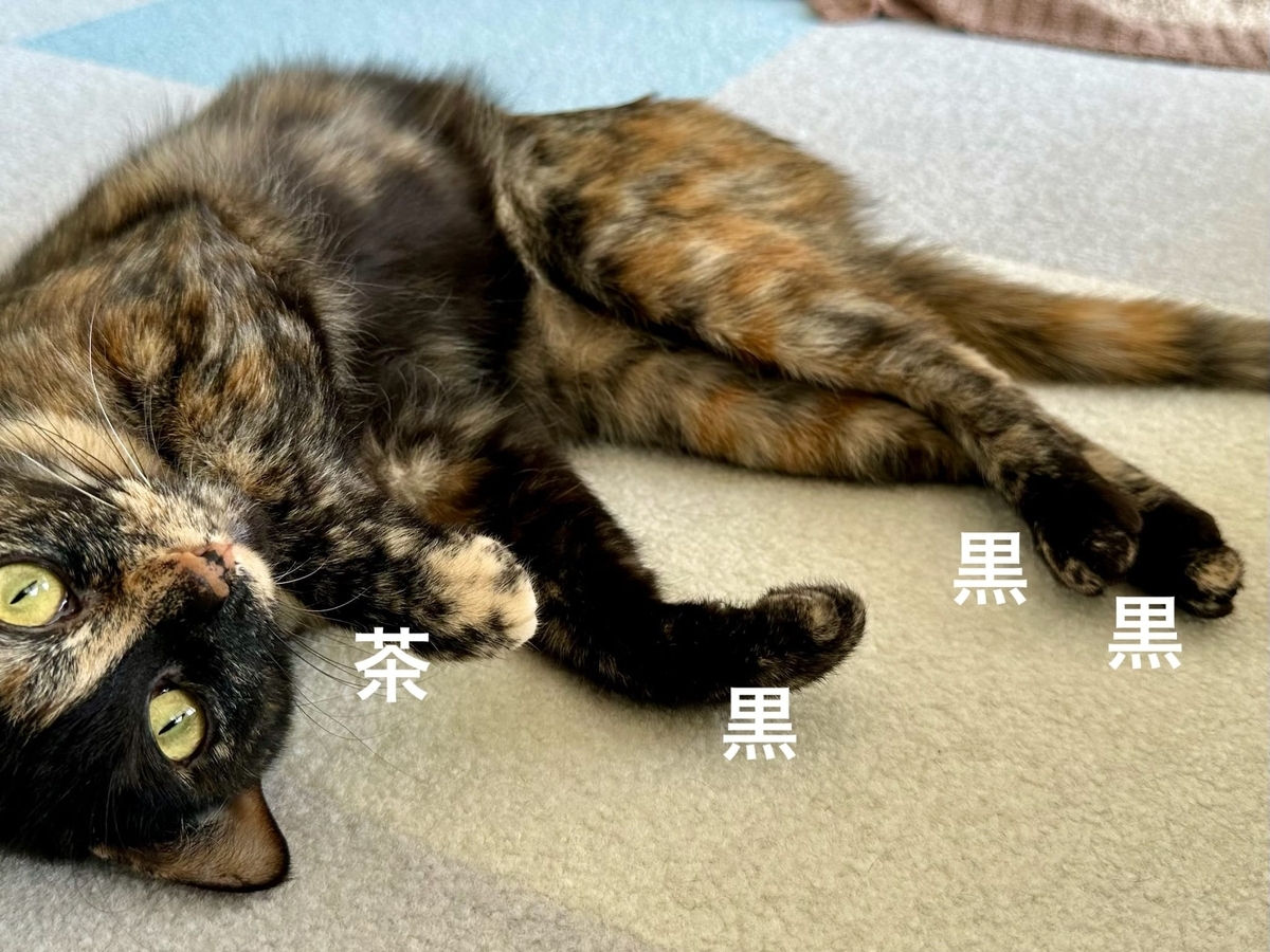 ごろごろもなちゃん2