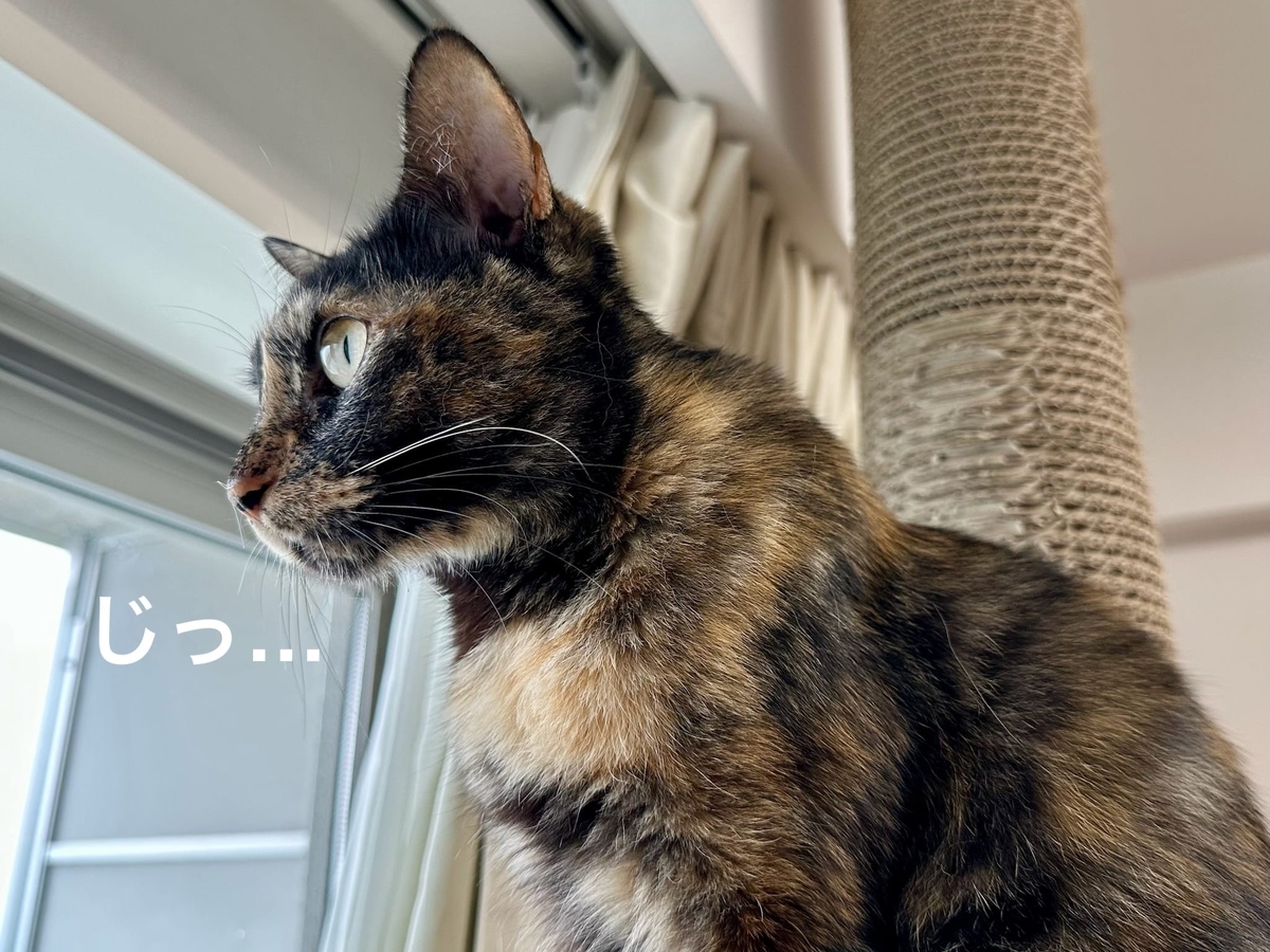 外を眺めるもなちゃん1
