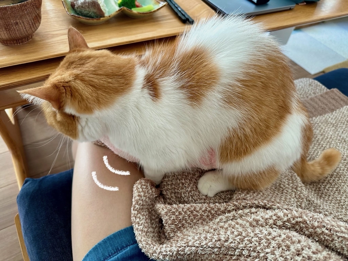 ふみふみるるちゃん2
