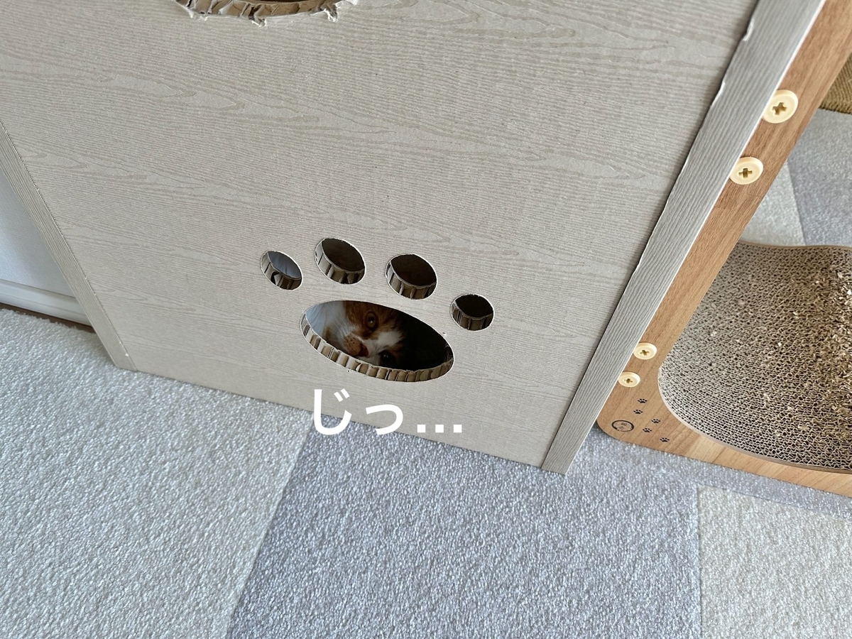穴からのぞくるるちゃん1