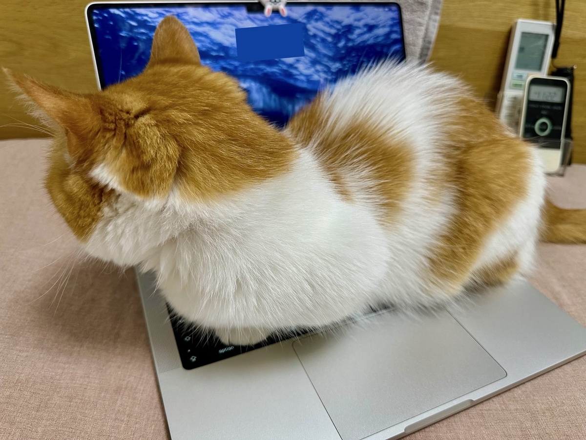 パソコンの上のるるちゃん3