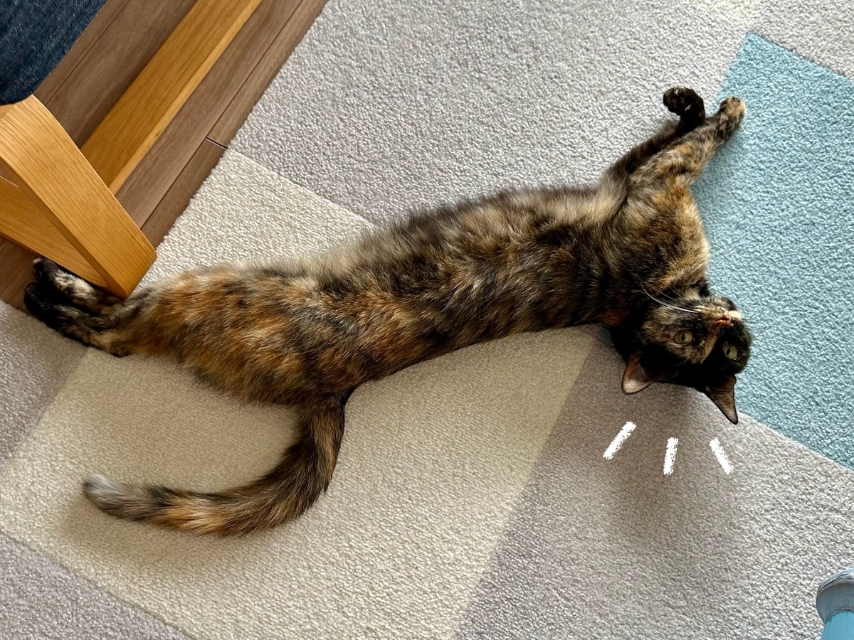 床に転がるもなちゃん3
