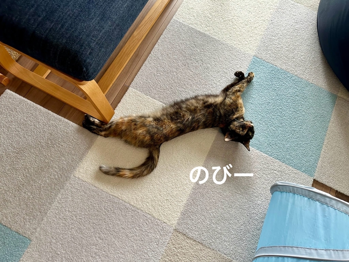 床に転がるもなちゃん1