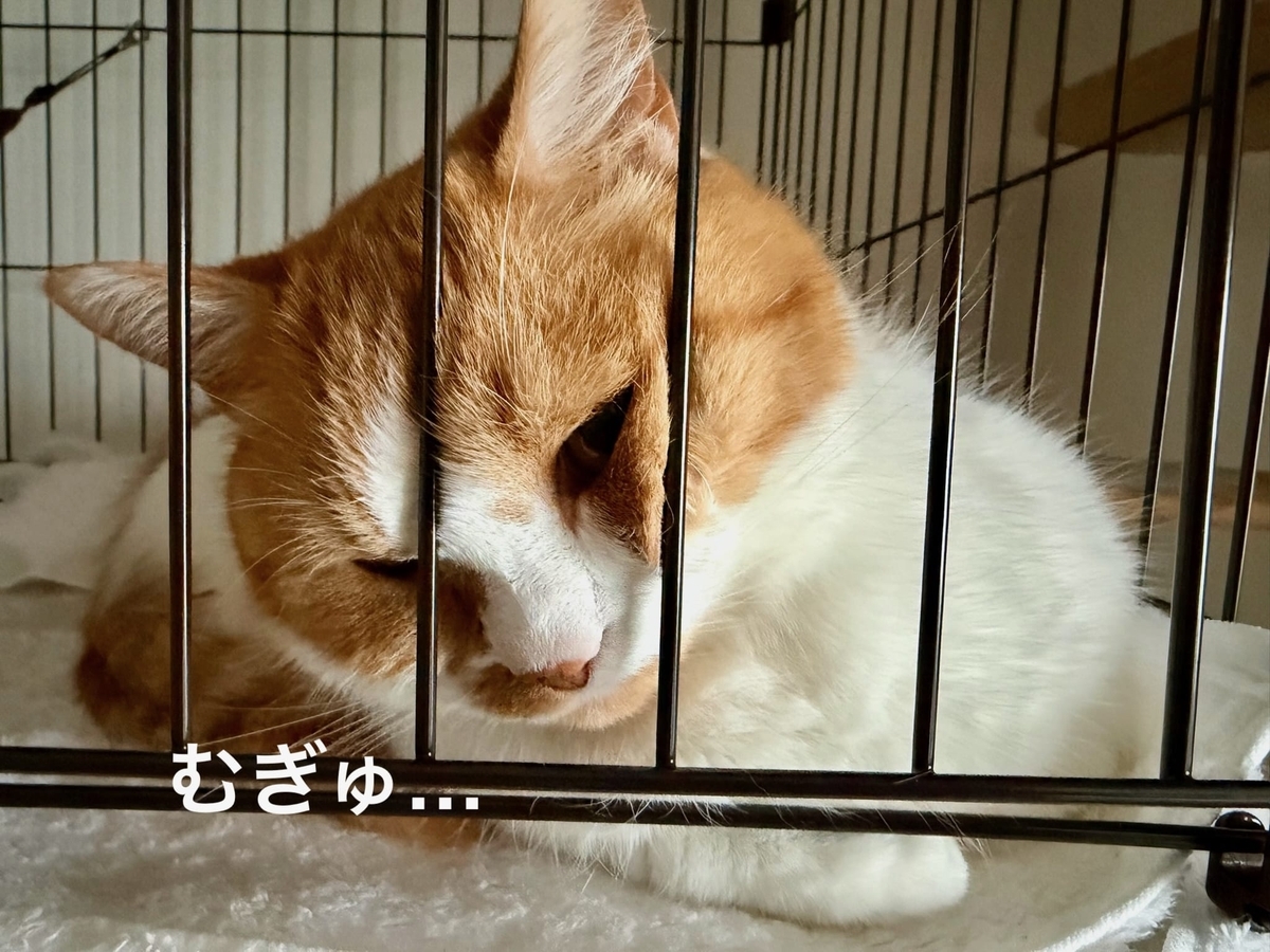 お顔むぎゅっとるるちゃん