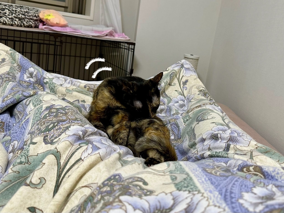 くっつき猫もなちゃん2