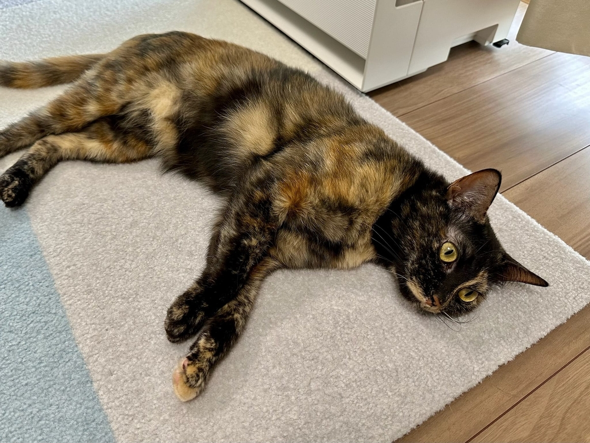 床に転がるもなちゃん