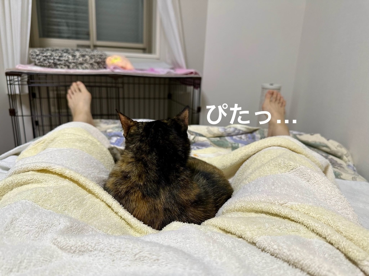 くっつき猫もなちゃん