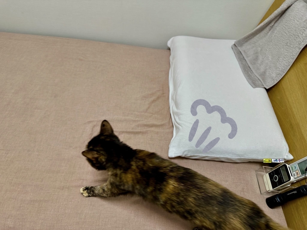 ベッドに飛び乗るもなちゃん