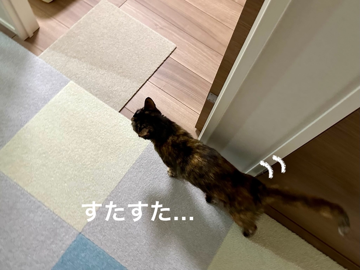 飼い主を誘導するもなちゃん
