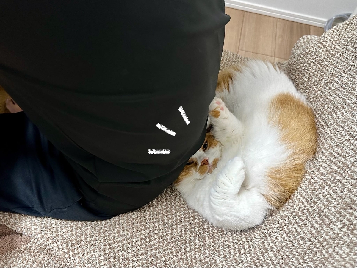 くっつき猫るるちゃん1