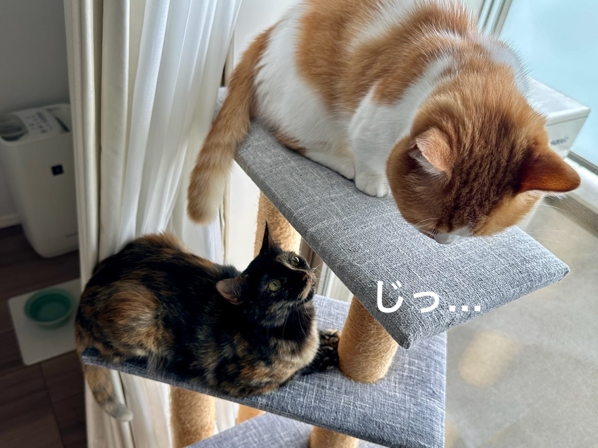 キャットタワーのるるもな
