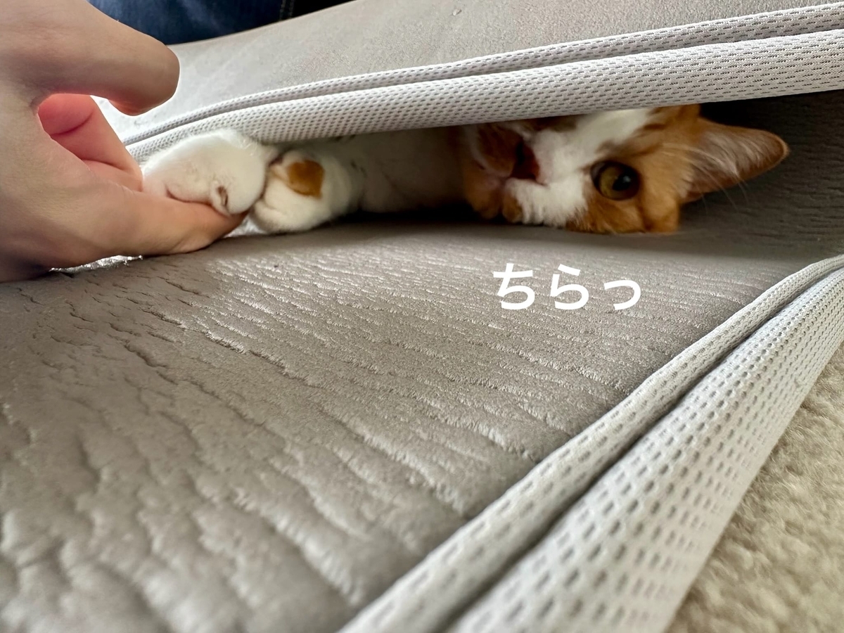 るるちゃんと握手会2
