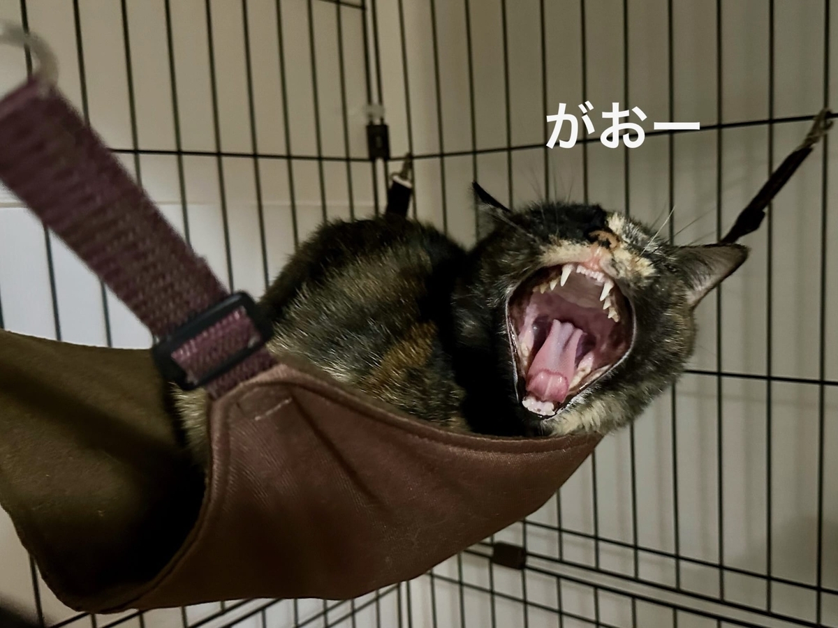 あくびもなちゃん