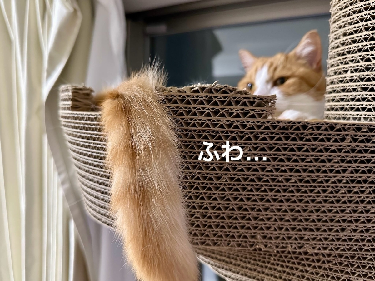 もふもふしっぽ