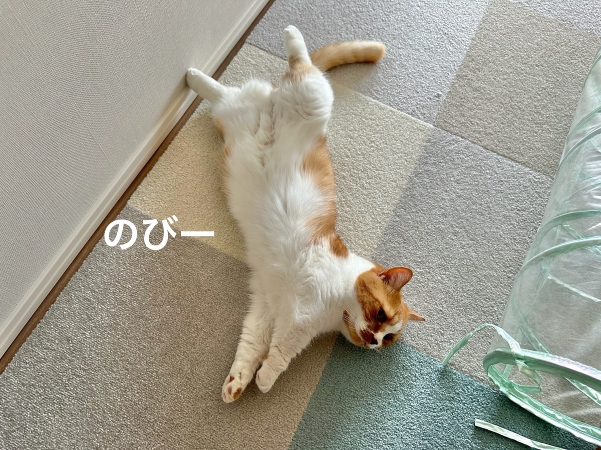 へそ天るるちゃん2