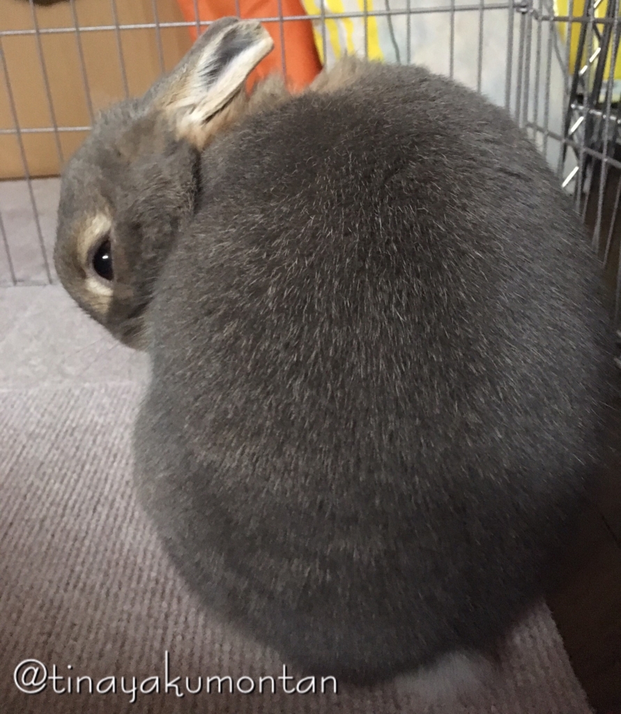 f:id:tinayakumontan:20160710093703j:plain