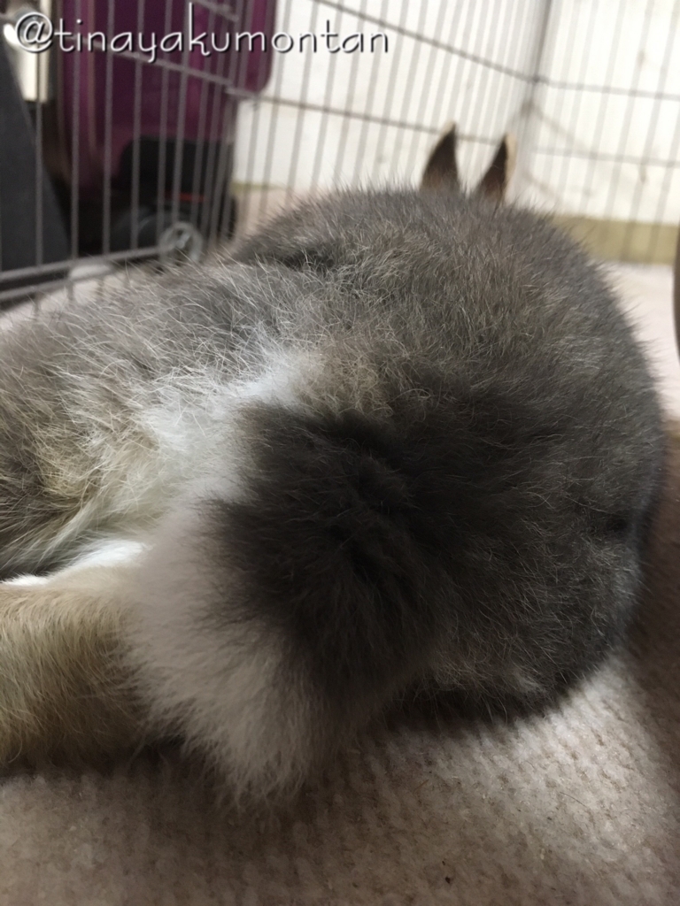 f:id:tinayakumontan:20160710093750j:plain