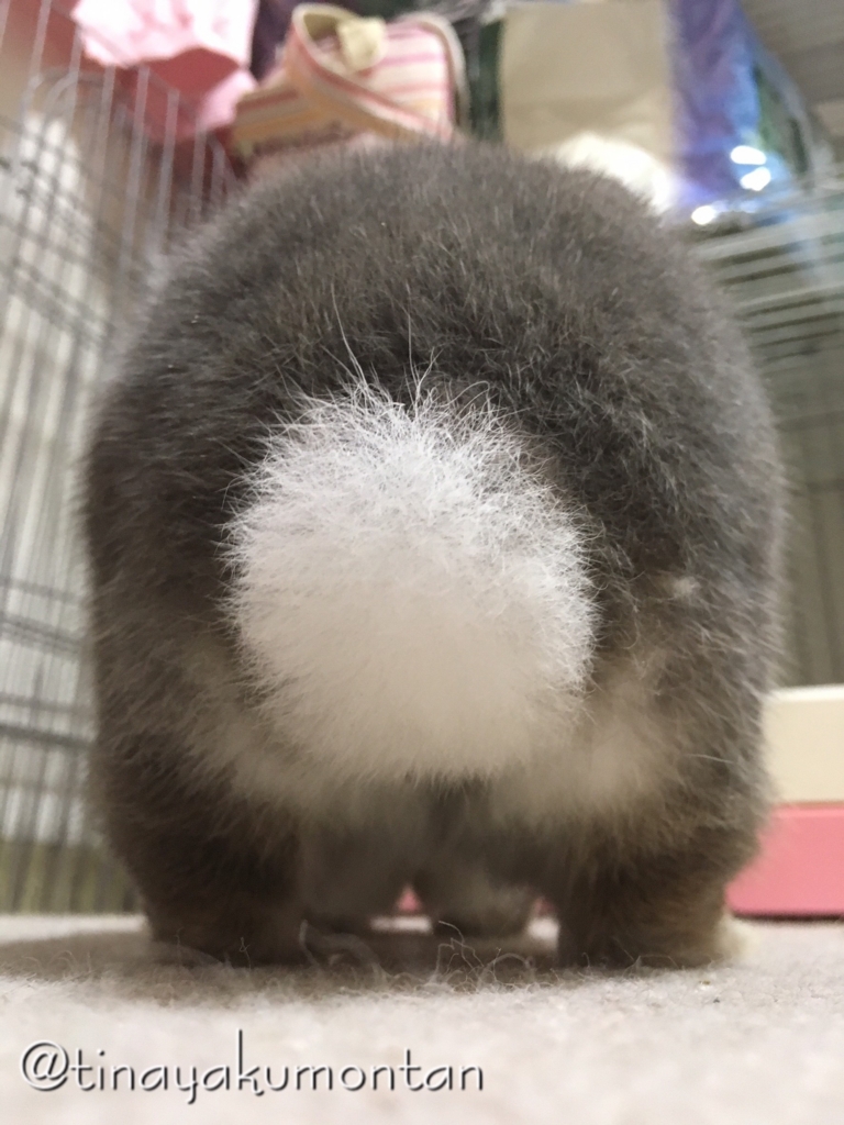 f:id:tinayakumontan:20160710093839j:plain