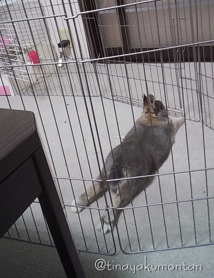 f:id:tinayakumontan:20160710093911j:plain