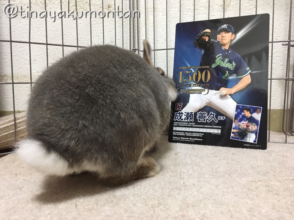 f:id:tinayakumontan:20160710094039j:plain