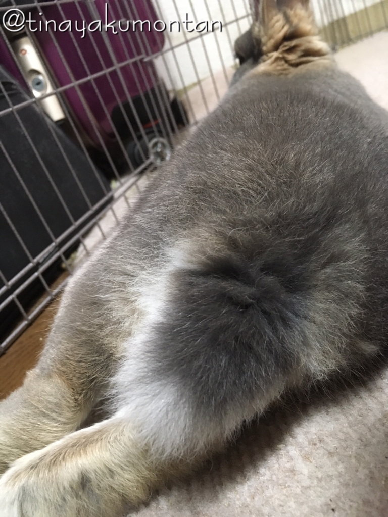 f:id:tinayakumontan:20160710094120j:plain