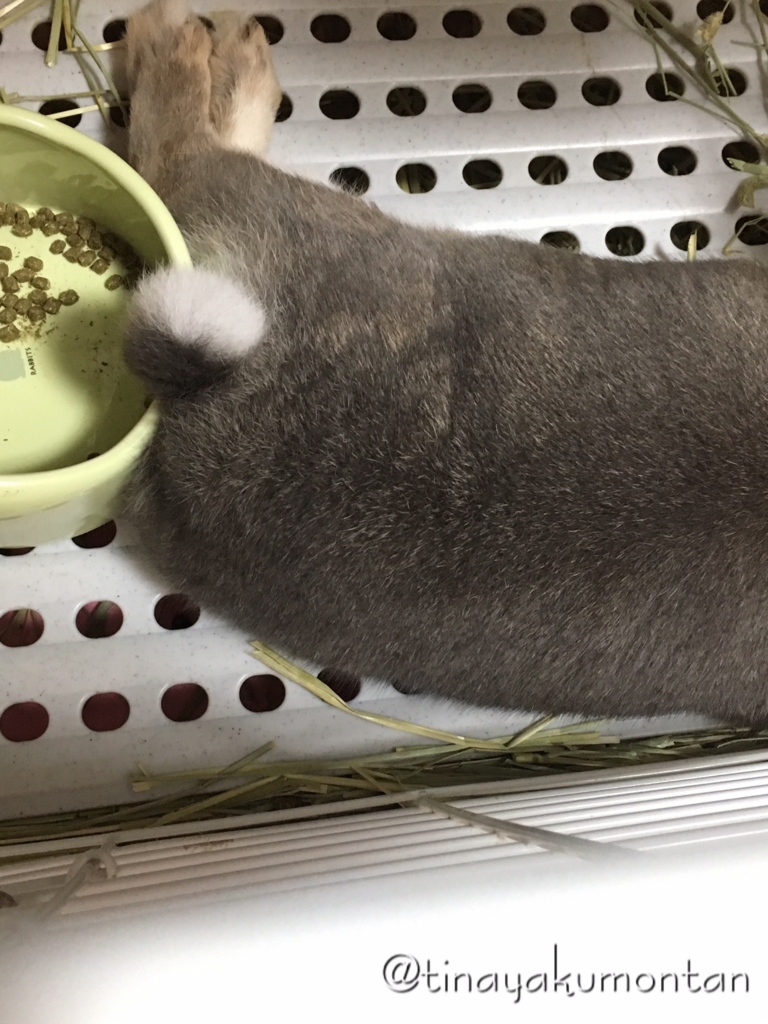 f:id:tinayakumontan:20160710094301j:plain