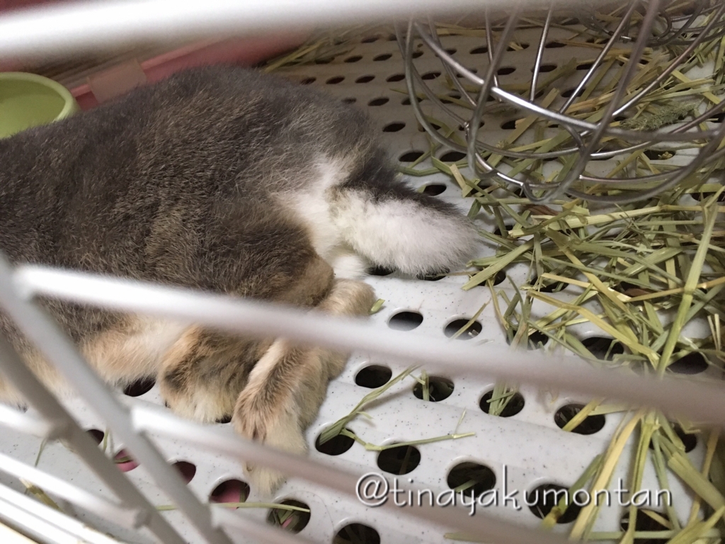 f:id:tinayakumontan:20160710094346j:plain